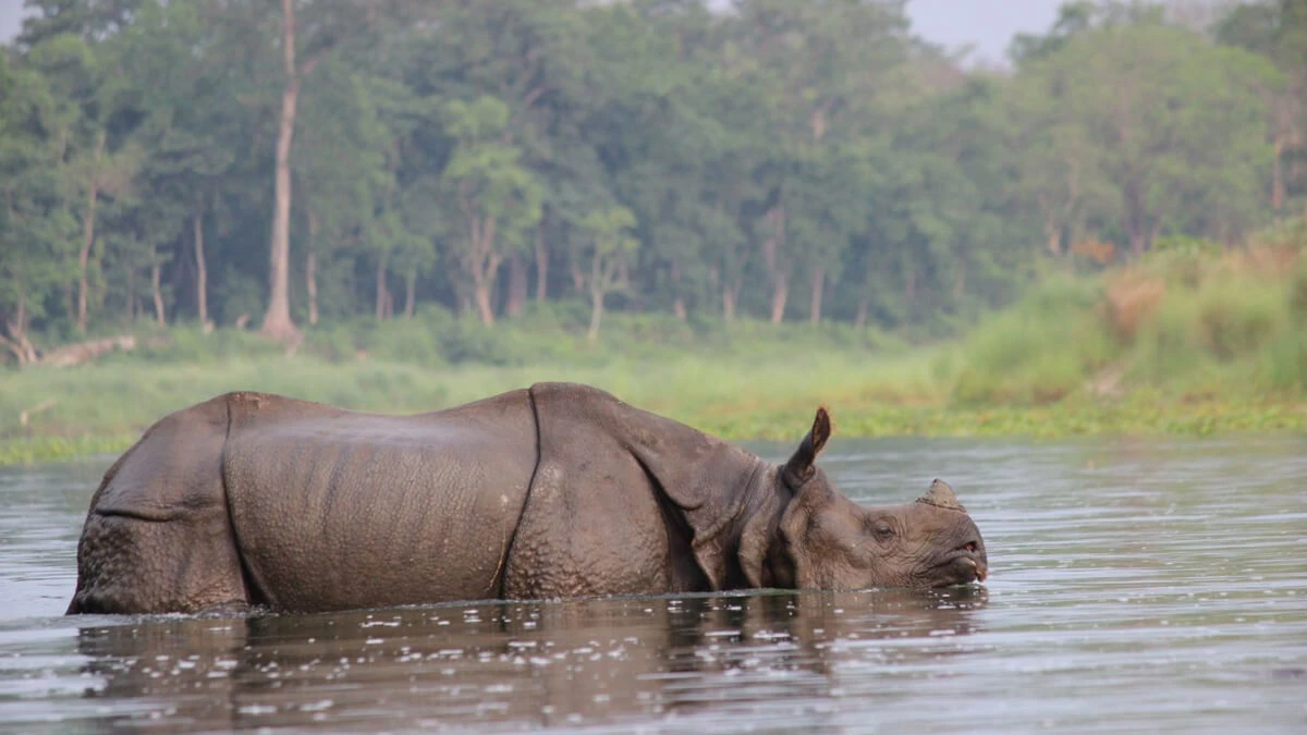 Chitwan Jungle Safari 3 days